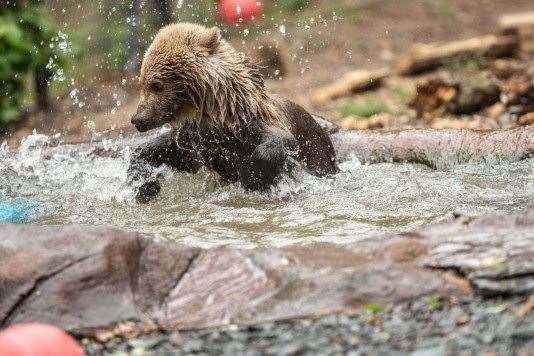 The cub was born at Port Lympne zoo earlier this year. Picture: The Wildwood Trust