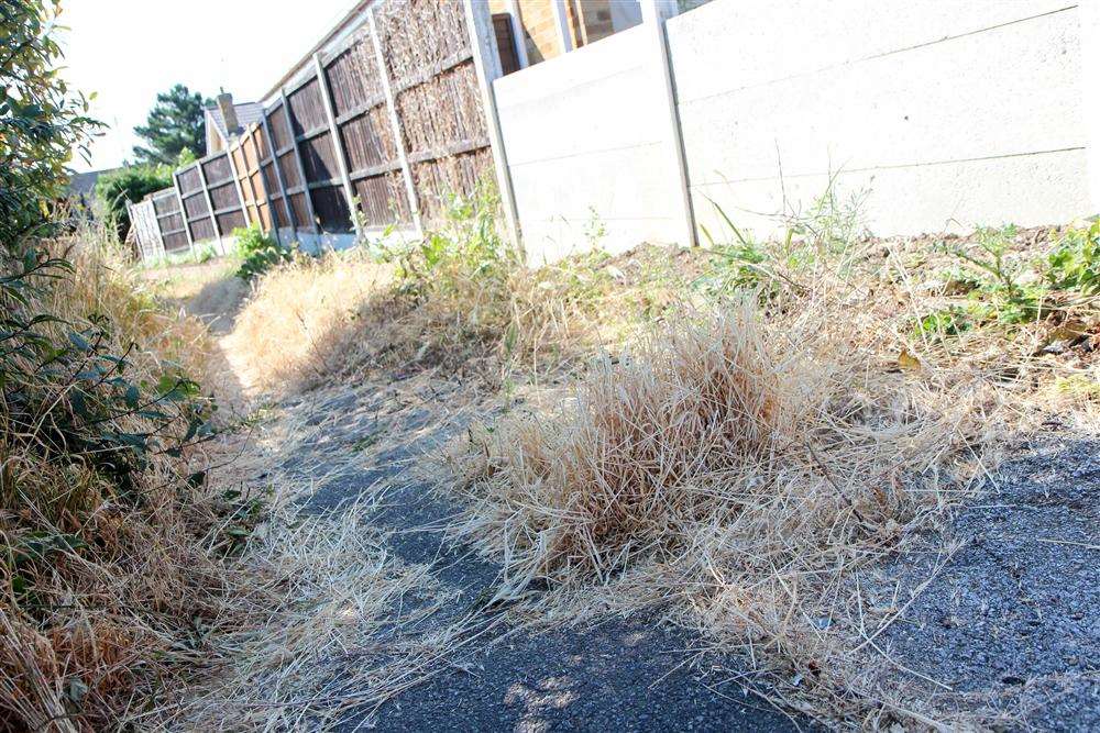 The alleyway in Rosemary Avenue, Halfway, which is overgrown