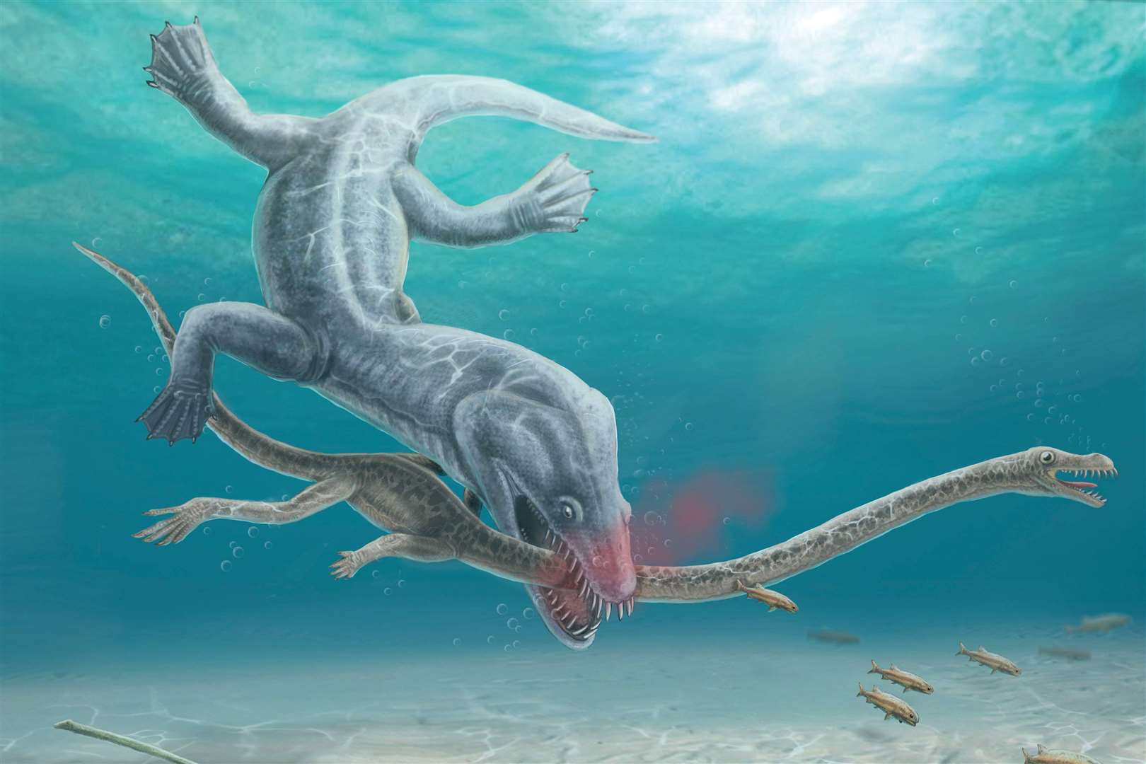 Pre-historic long-necked reptiles were decapitated by their predators