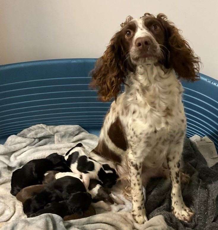 Mum Faith with her pups at the Lord Whisky Animal Sanctuary