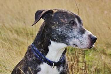 Missing Max was spotted running along the railway line