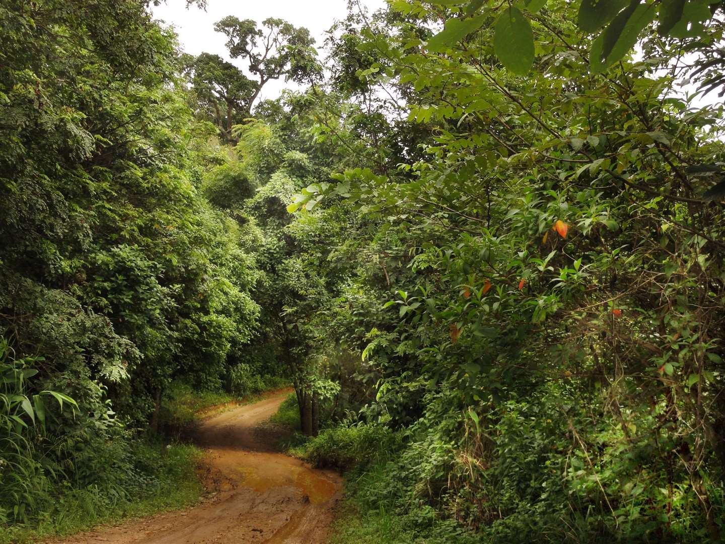 Forest in Thailand after it has been successfully restored (Stephen Elliott, Forest Restoration Research Unit, Chiang Mai University, Thailand/PA)