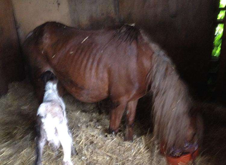 Lilly with her new foal, Oliver