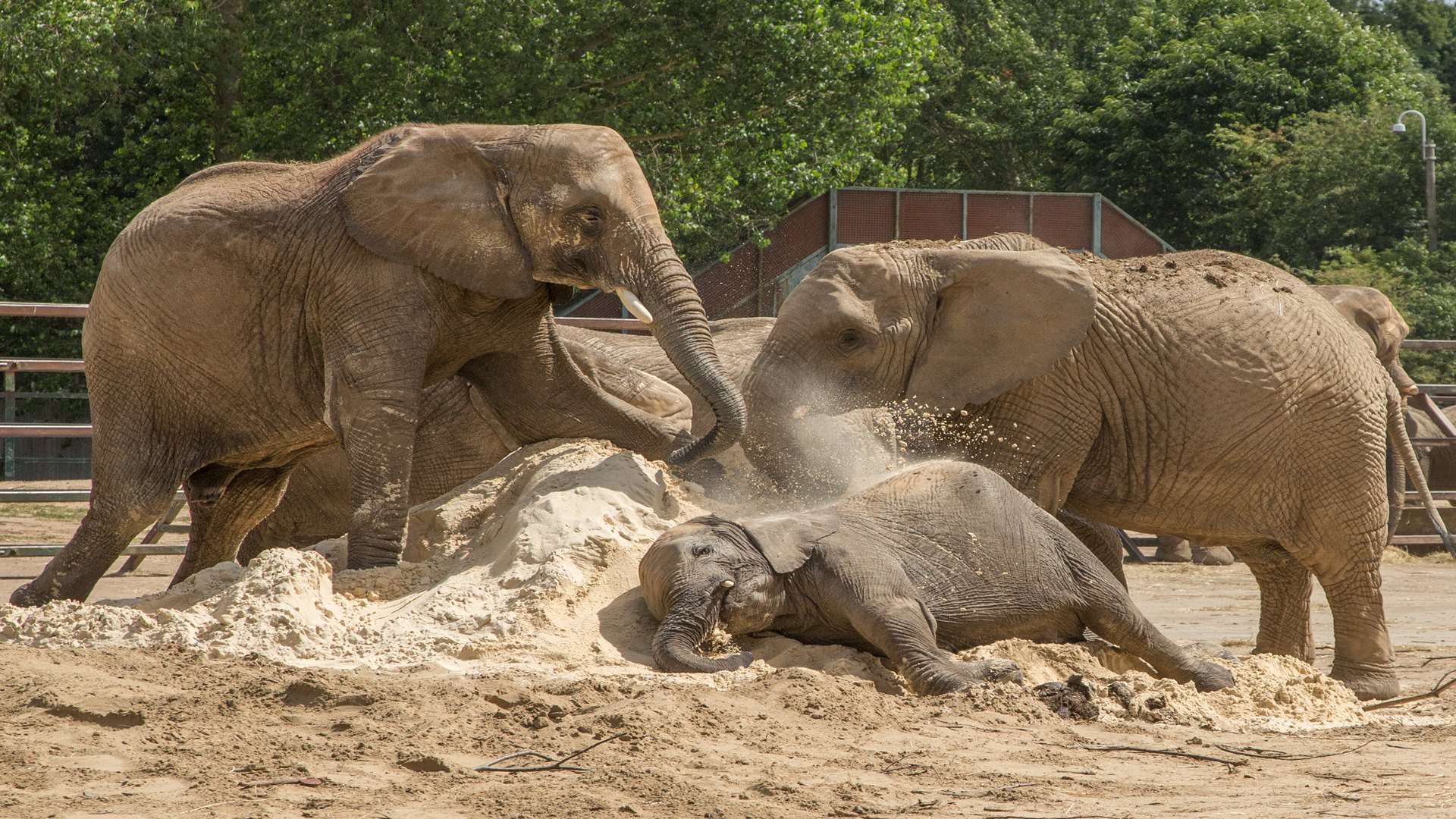 The African herd enjoys some play time