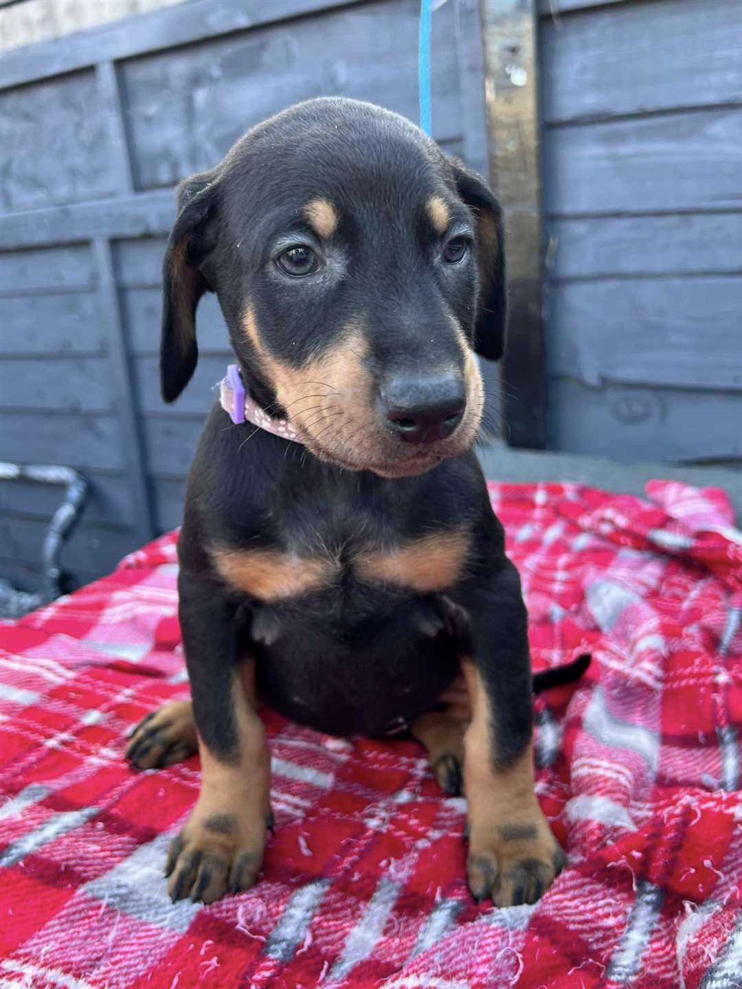 Three Doberman puppies were stolen from a home in Hart Dyke Road in Swanley. Picture: Peter Maginn