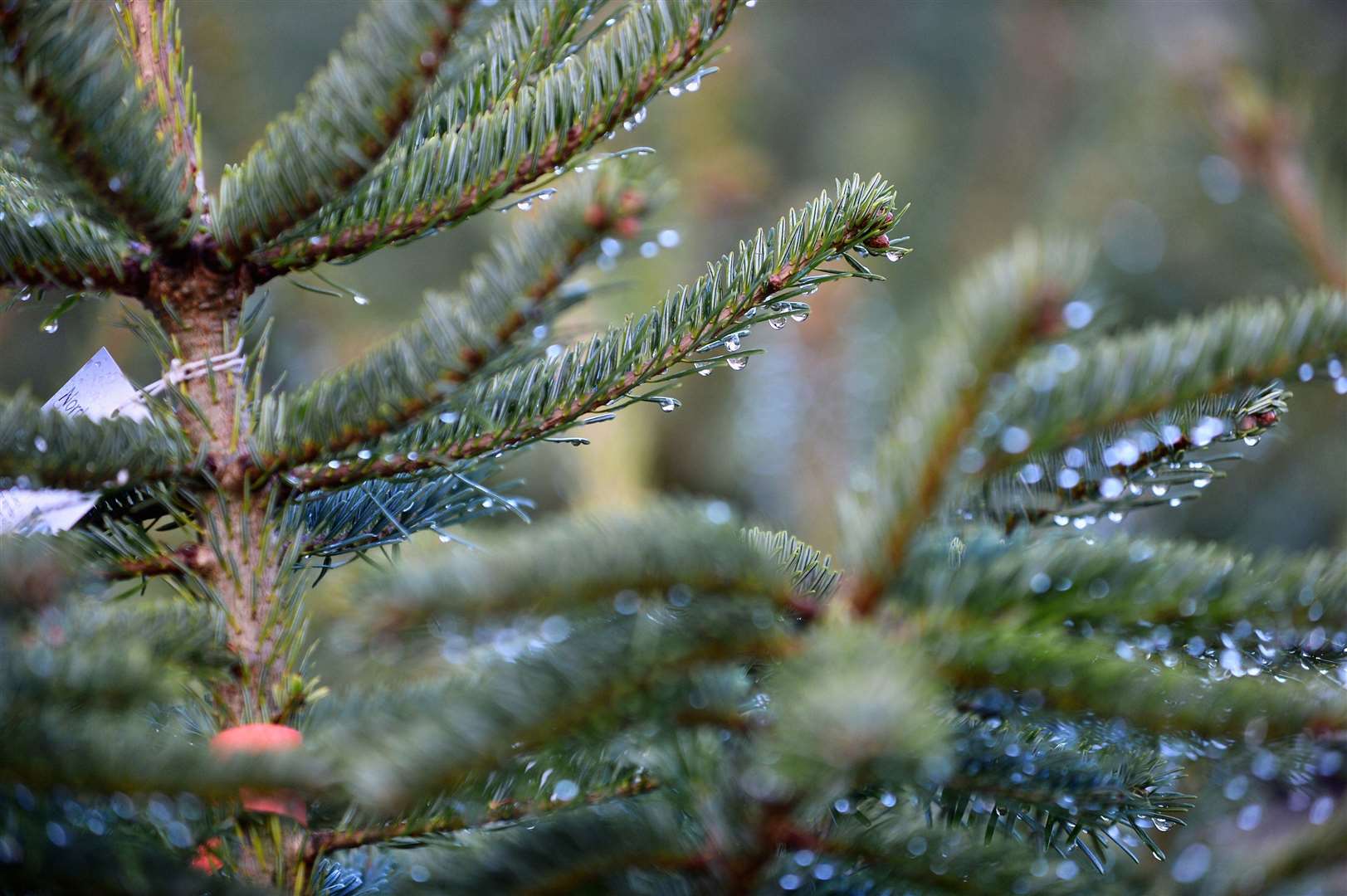 Around seven million real Christmas trees are sold each year
