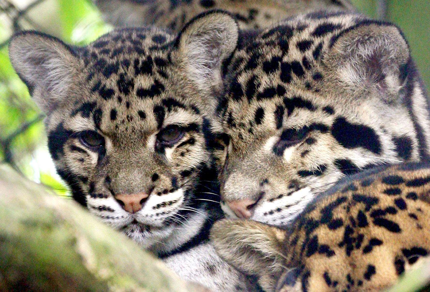 Clouded leopards are among the endangered animals at private conservation centres across Britain (PA)