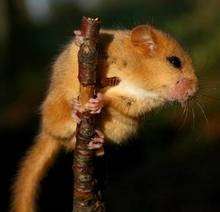 CAPTION: A relocated dormouse in Lyoak Woods.
