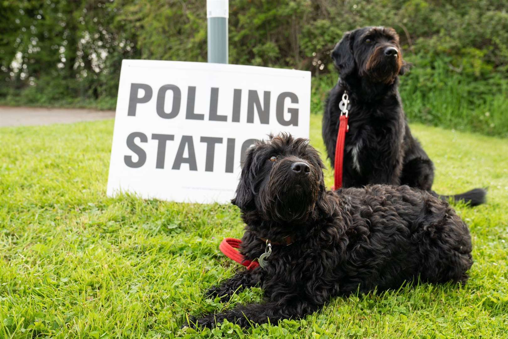 Zara Farrar said ‘everyone loves’ the tradition, including her labradoodles (Zara Farrar)