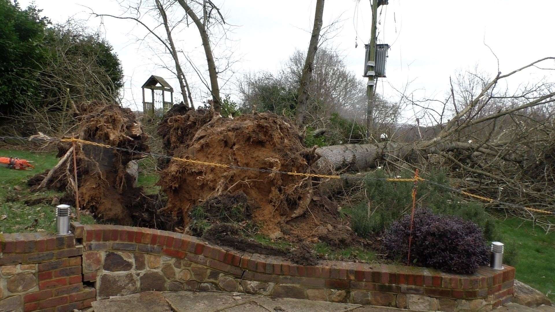 Two trees in David's garden came crashing down at 11am on Friday