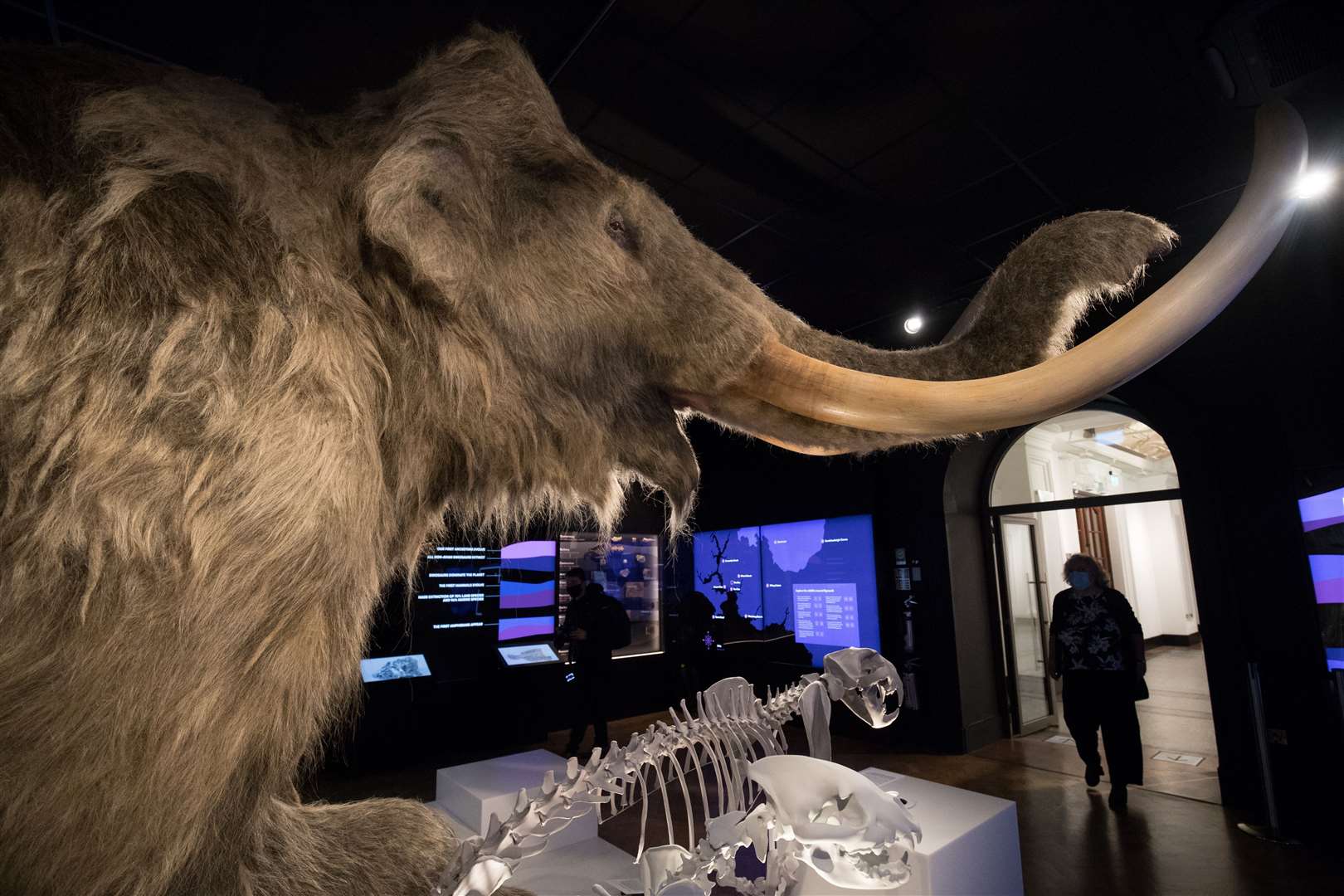 Climate change, not humans, caused extinction of woolly mammoths – study