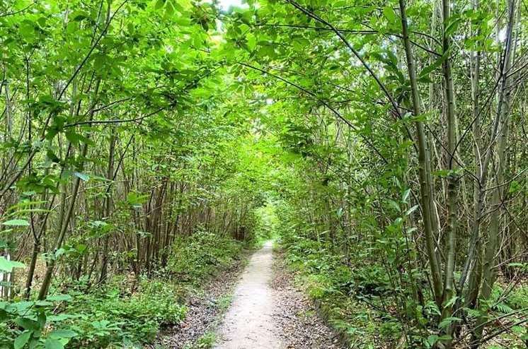 Leybourne Woods is to be purchased by the parish council. Image: Rightmove