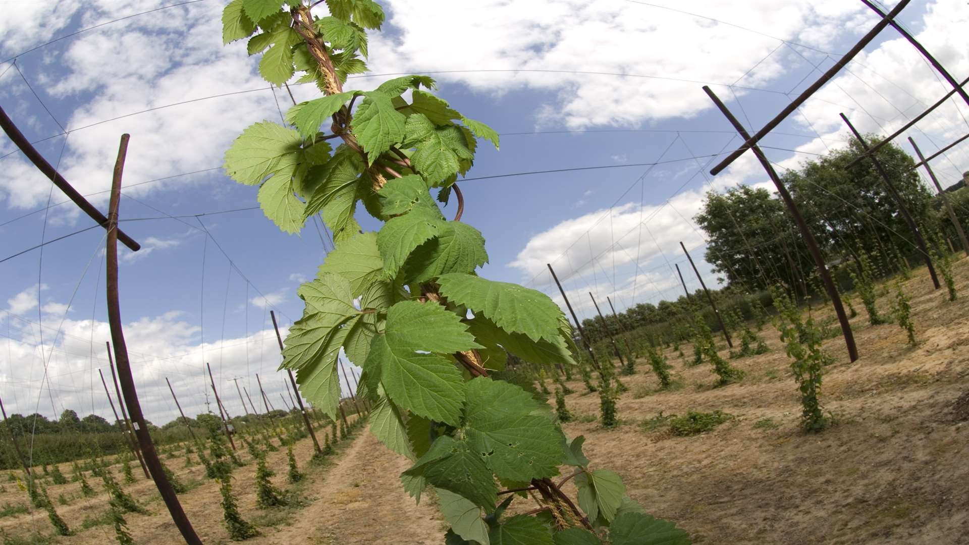 Hops are being harvested this month