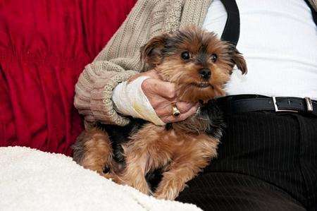 Sally, a Yorkshire Terrier-cross, was mauled by three mastiffs.