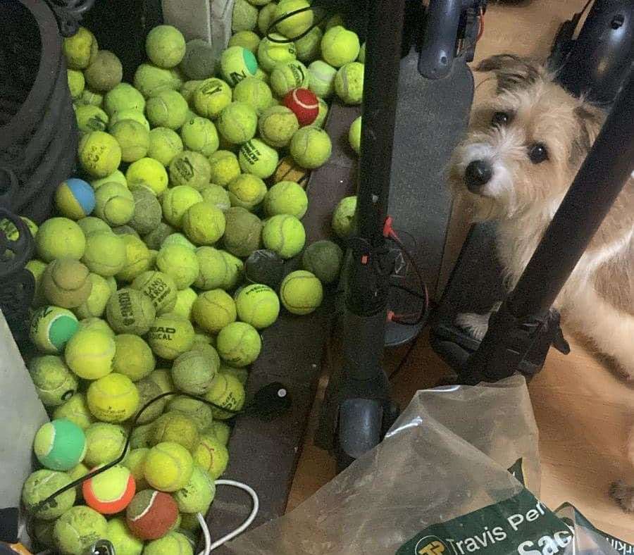 Buddy is obsessed with finding tennis balls. Picture: Shauneen Fowler