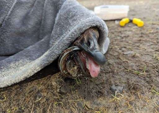 Cans can get wedged in the beaks and mouths of animals