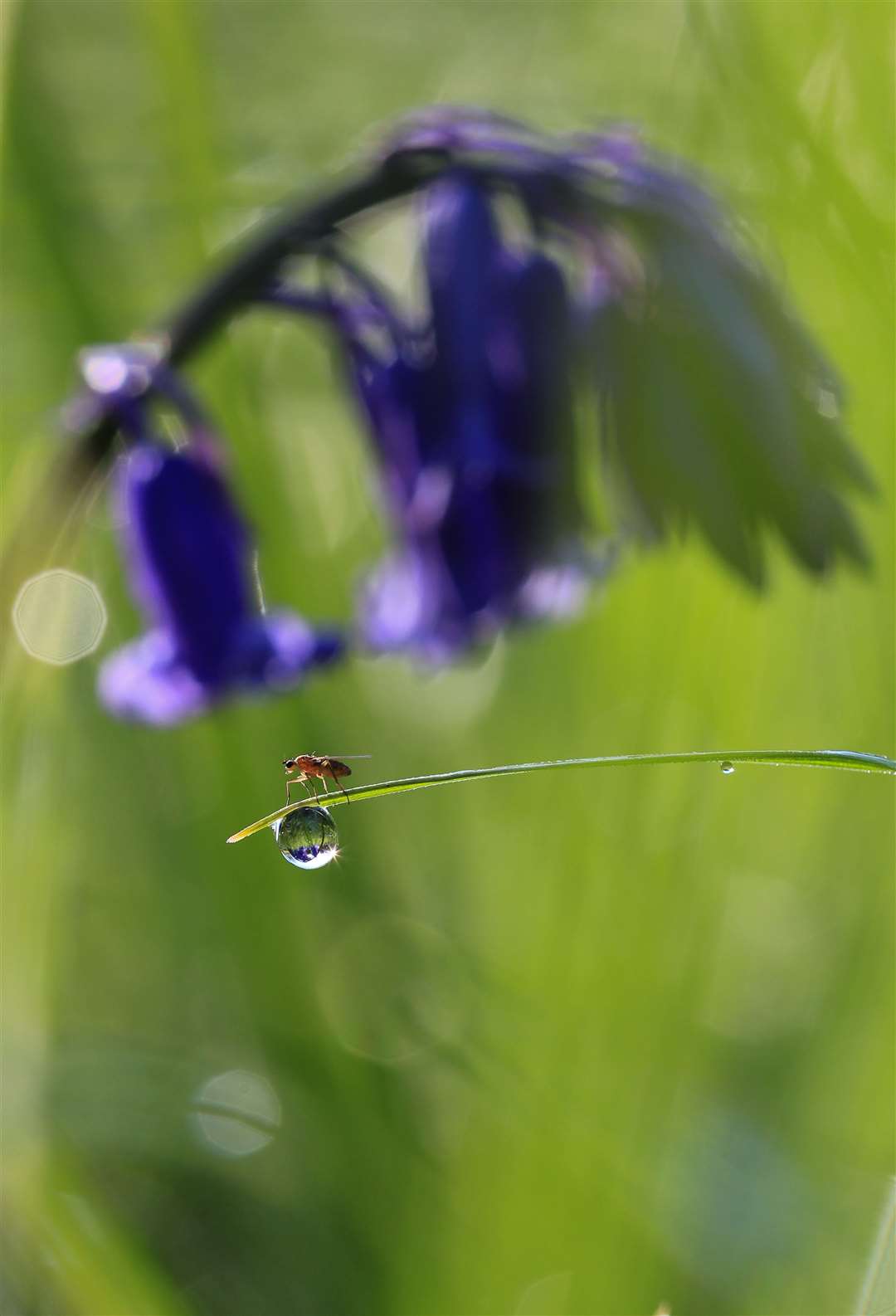 Sarah Womersley was runner-up in the wildlife category with her photo of bluebells, an insect and a water droplet (Sarah Womersley/South Downs National Park Authority/PA)