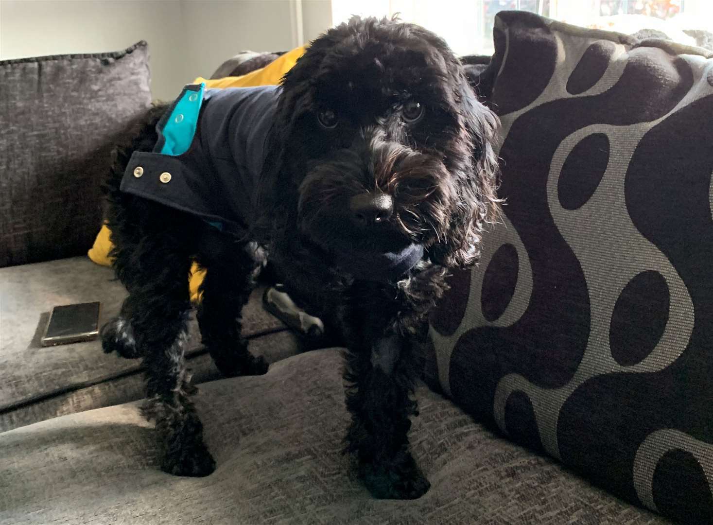 Ralphie the cockapoo is getting used to life on three legs at home in Arlington, Ashford