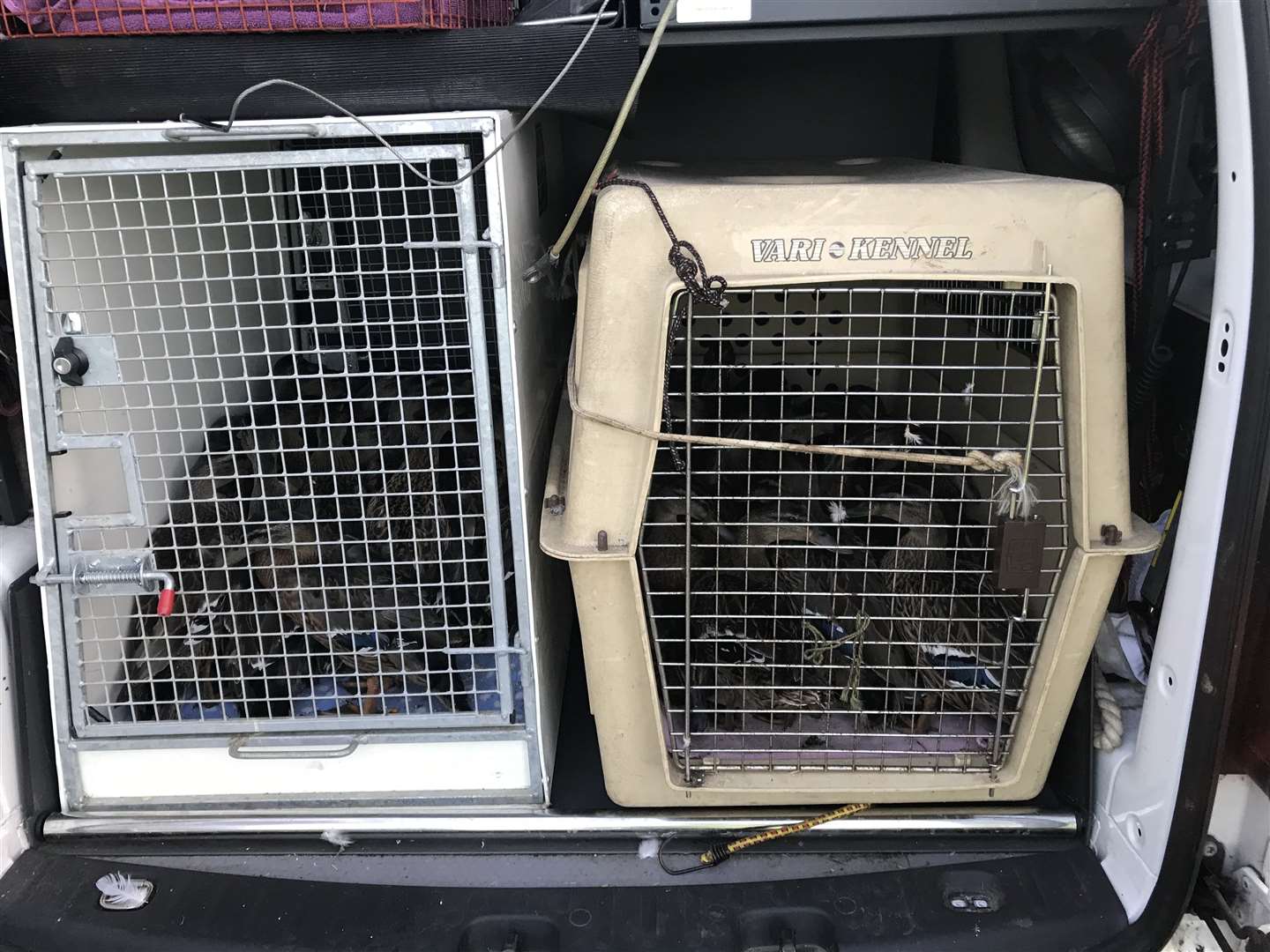 Kate Wright filled several cages, kennels and boxes with ducks during the rescue (RSPCA/PA)