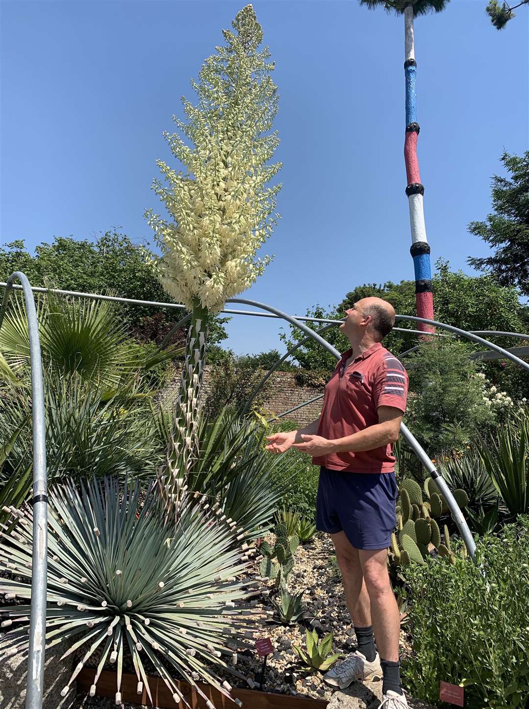 Tom Hart Dyke watches Our Lord's Candle soar into the sky at Lullingstone