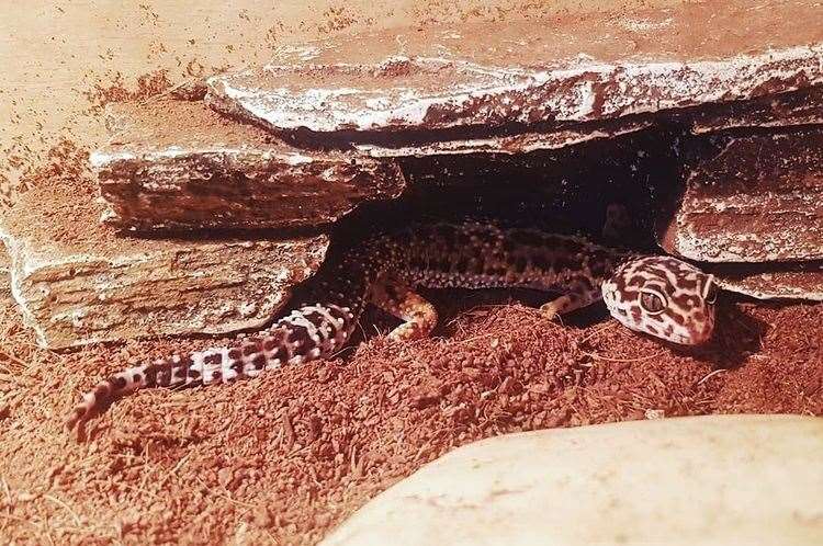 Autumn the leopard gecko Picture: @TarantulaDan on Instagram