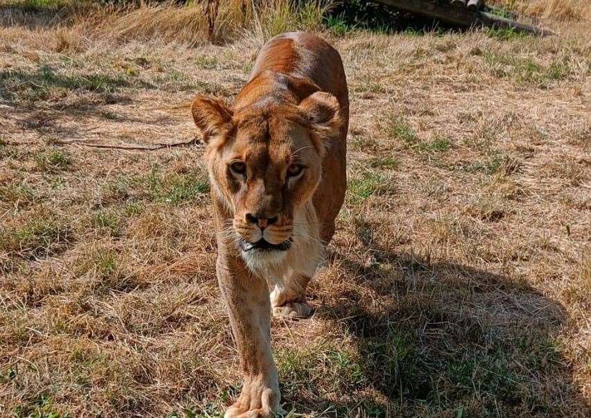 Grace died after showing discomfort during the night Picture: Howletts Wild Animal Park