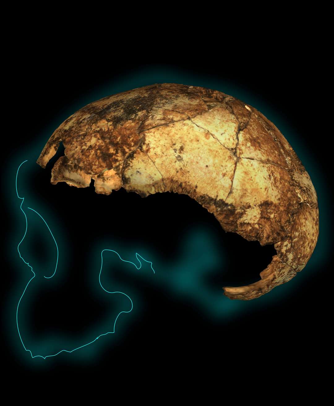 A visual reconstruction of the skull fragments of the DNH134 cranium (Andy Herries/Jesse Martin/Renaud Joannes-Boyau/Science)