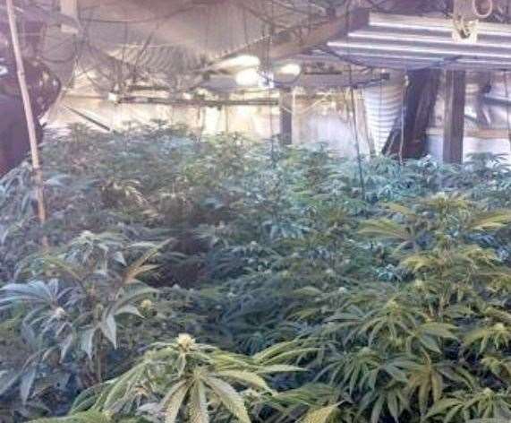 Police found more than 1,700 plants when they raided a unit at Haine Industrial Park in Ramsgate in May. Pic: Kent Police