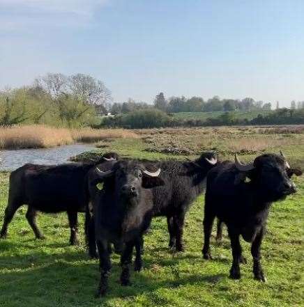 The four new water buffaloes at Ham Fen. Picture: John Wilson, Kent Wildlife Trust