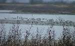 CLIFFE MARSHES: a spot well used by birdwatchers and walkers. Picture: ALAN WATKINS