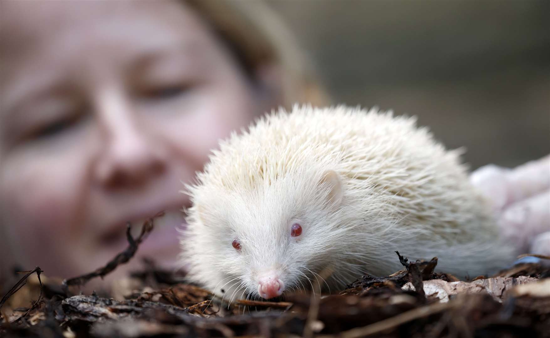 Diane Cook, who runs Prickly Pigs Hedgehog Rescue (Danny Lawson/PA)