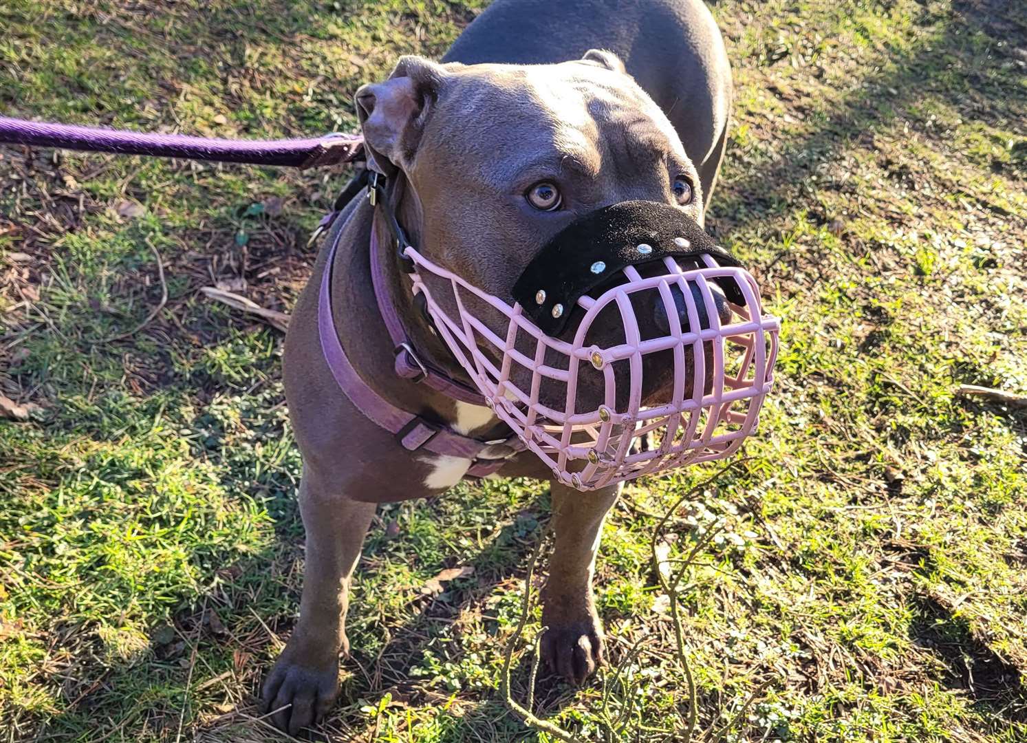 The court ordered the dogs be muzzled. Stock image