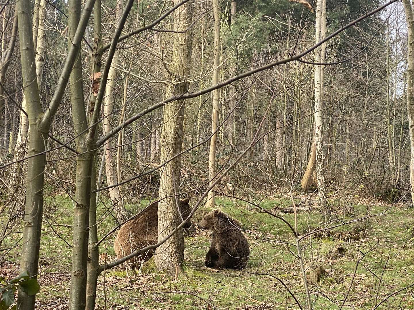 Fluff and Boki during their first meeting at Wildwood. Picture: Wildwood Trust