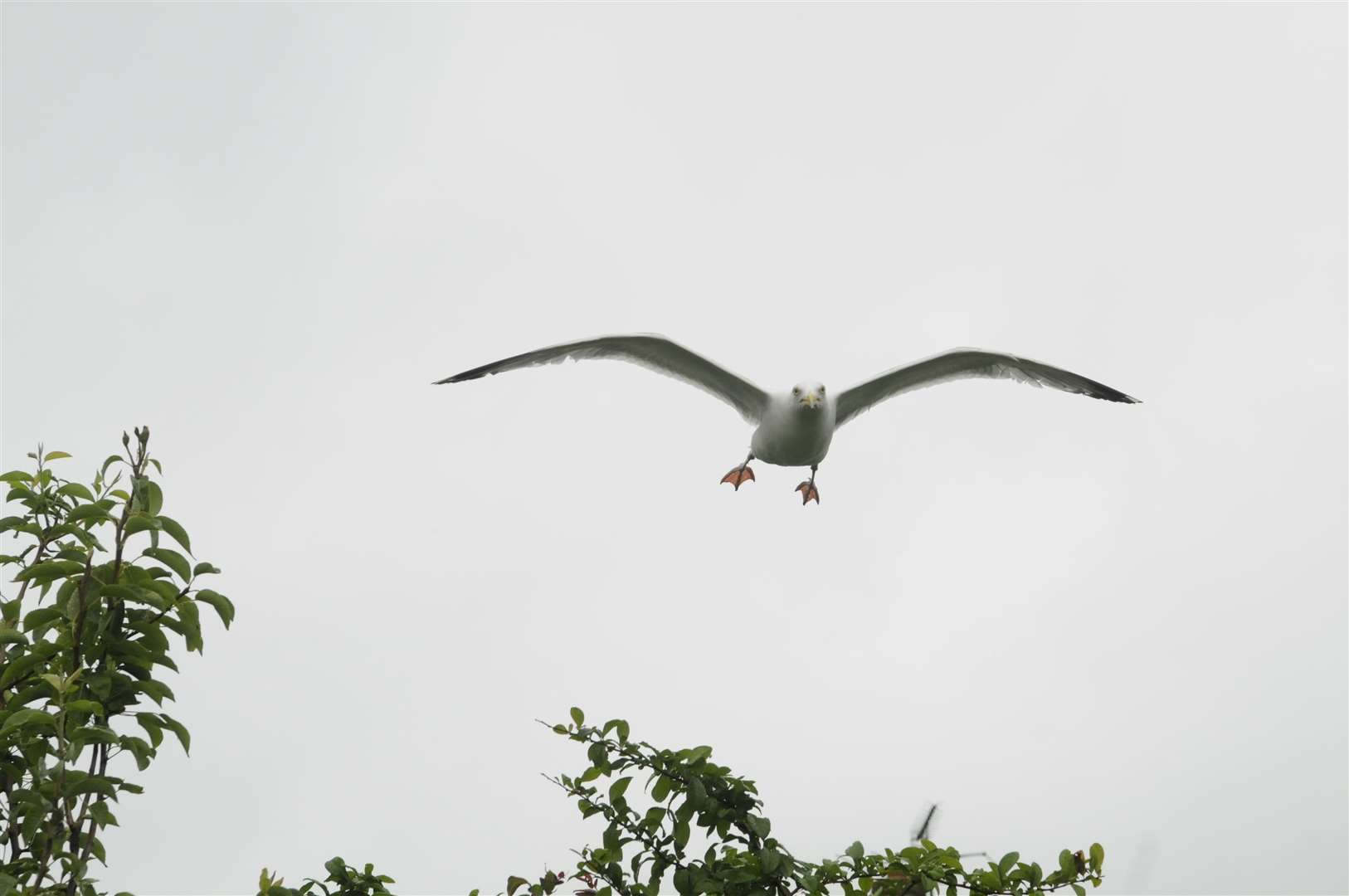 The RSPCA say holding an open umbrella above your head can help protect you from seagull attacks. Stock picture