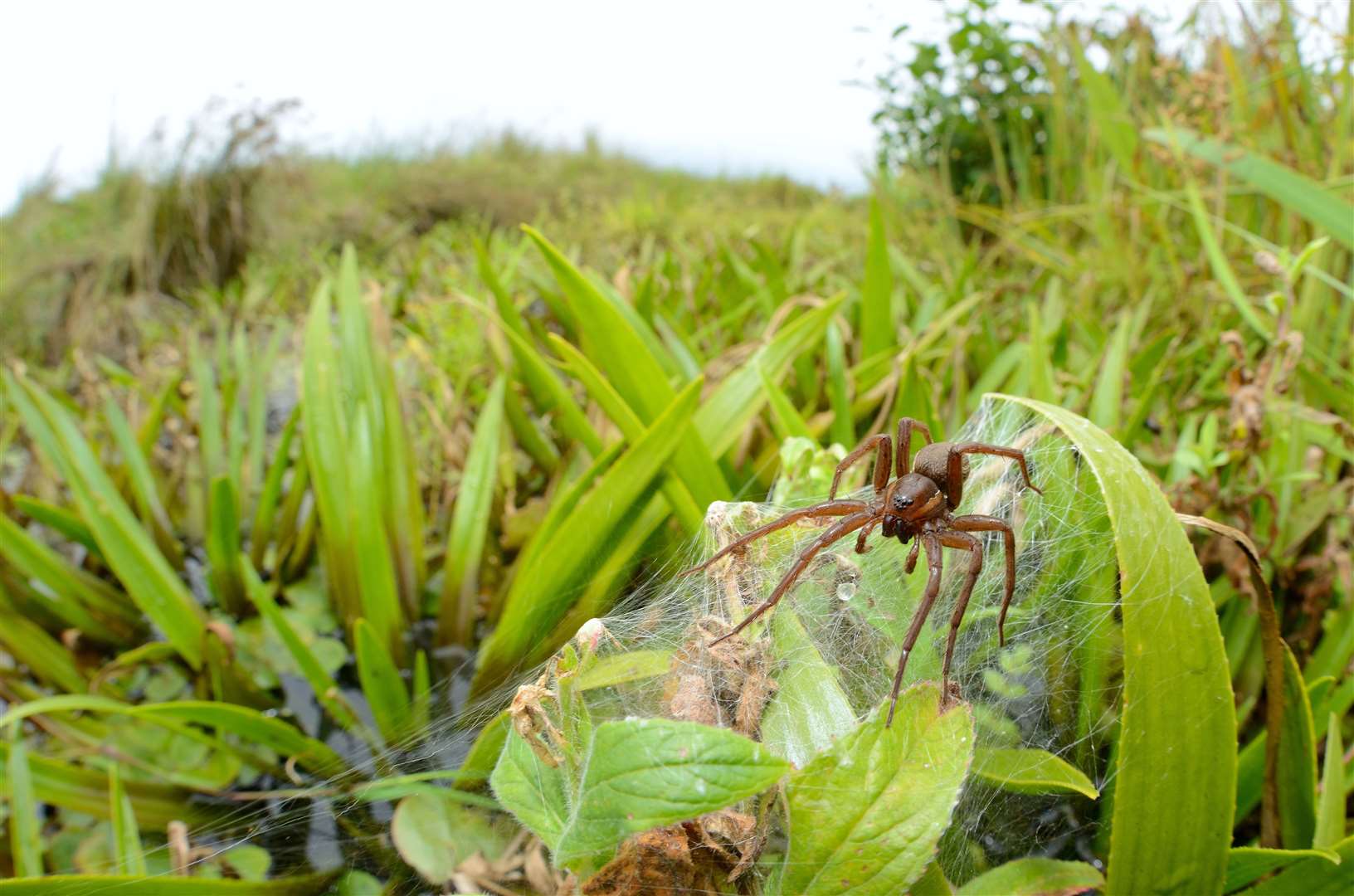 Fen raft spider numbers have increased (Ben Andrew/RSPB/PA)