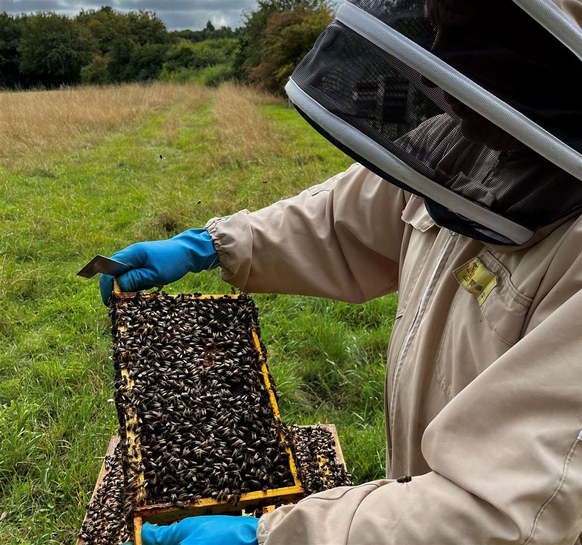 Roy Taylor says to protect colonies from Asian hornets they will need to be moved regularly