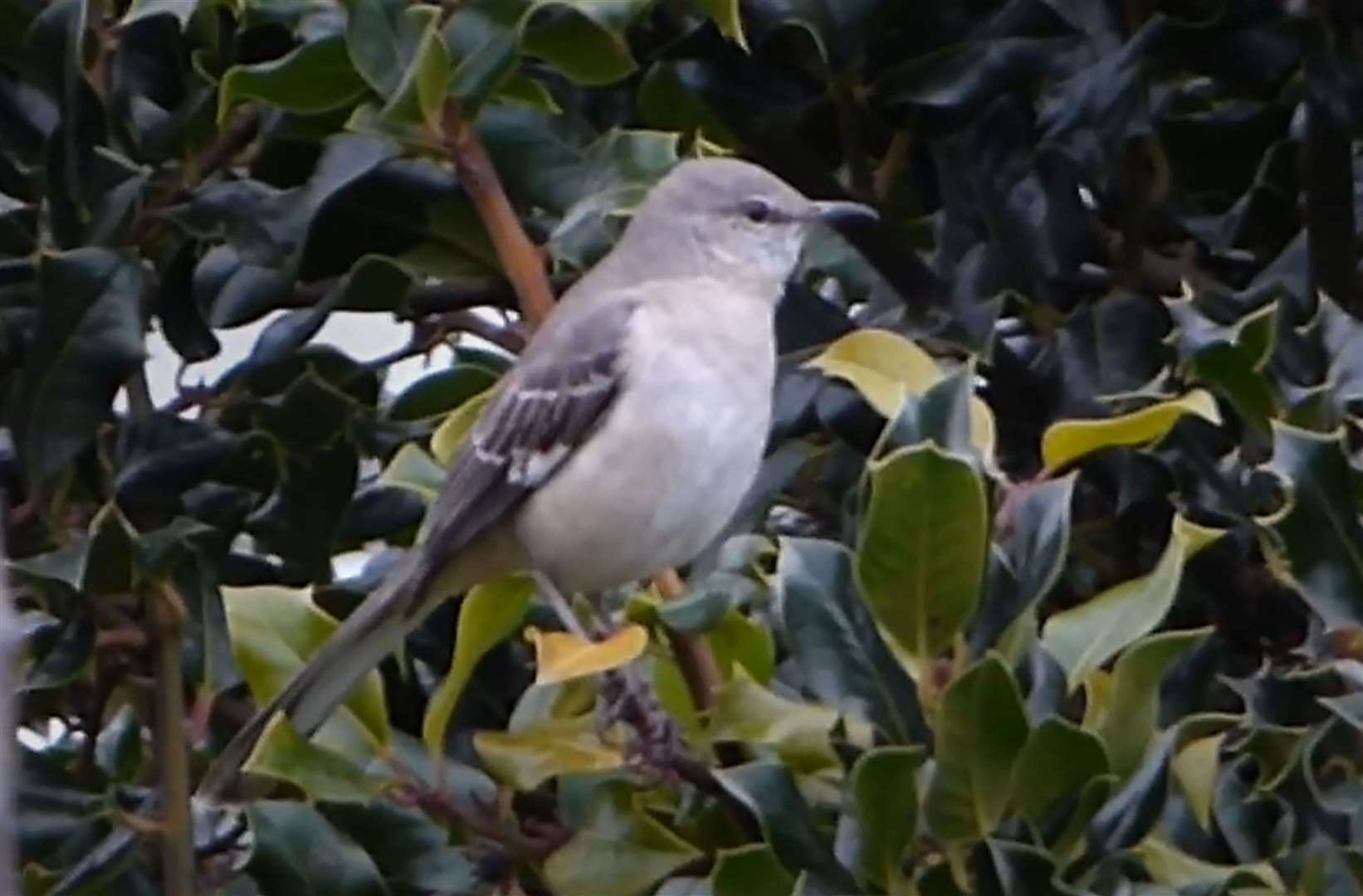 A northern mockingbird filmed in Exmouth (Will Scott/PA)