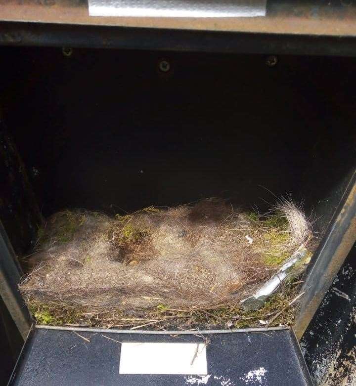 The nest after the dead birds were discovered and removed from the letterbox. Picture: Lindsey Gorham