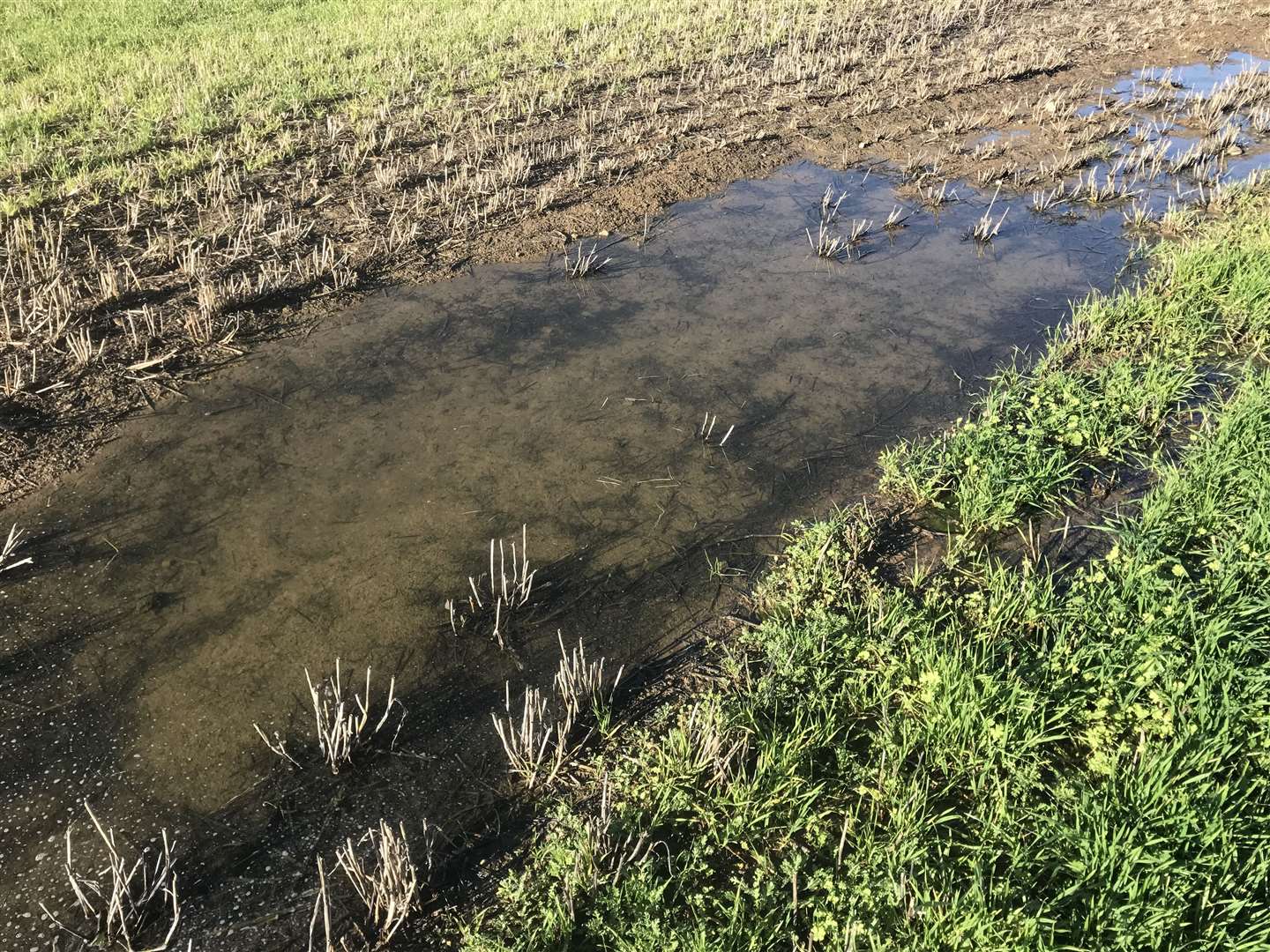 The field has come under pressure following extensive flooding as a result of the water leak