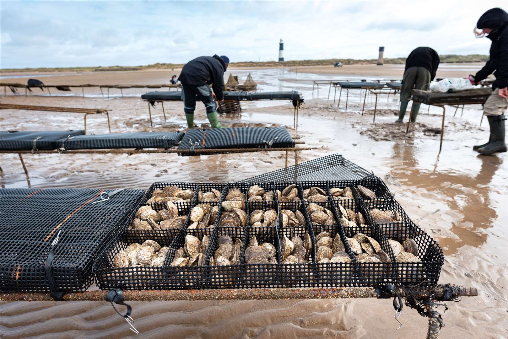 Conservationists work on the Wilder Humber oyster restoration project (Finn Varney/PA)