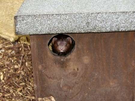 Dink the mink peers out at her new enclosure