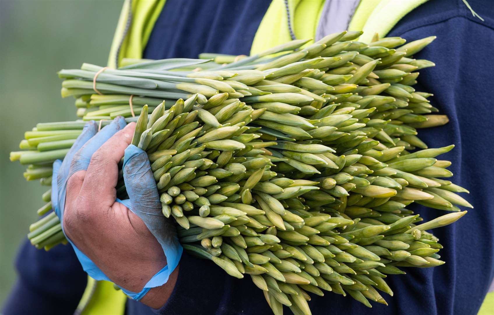 Ordinarily around 150 pickers would harvest the daffodils, but this year there are just 30 pickers at Taylors Bulbs (Joe Giddens/PA)