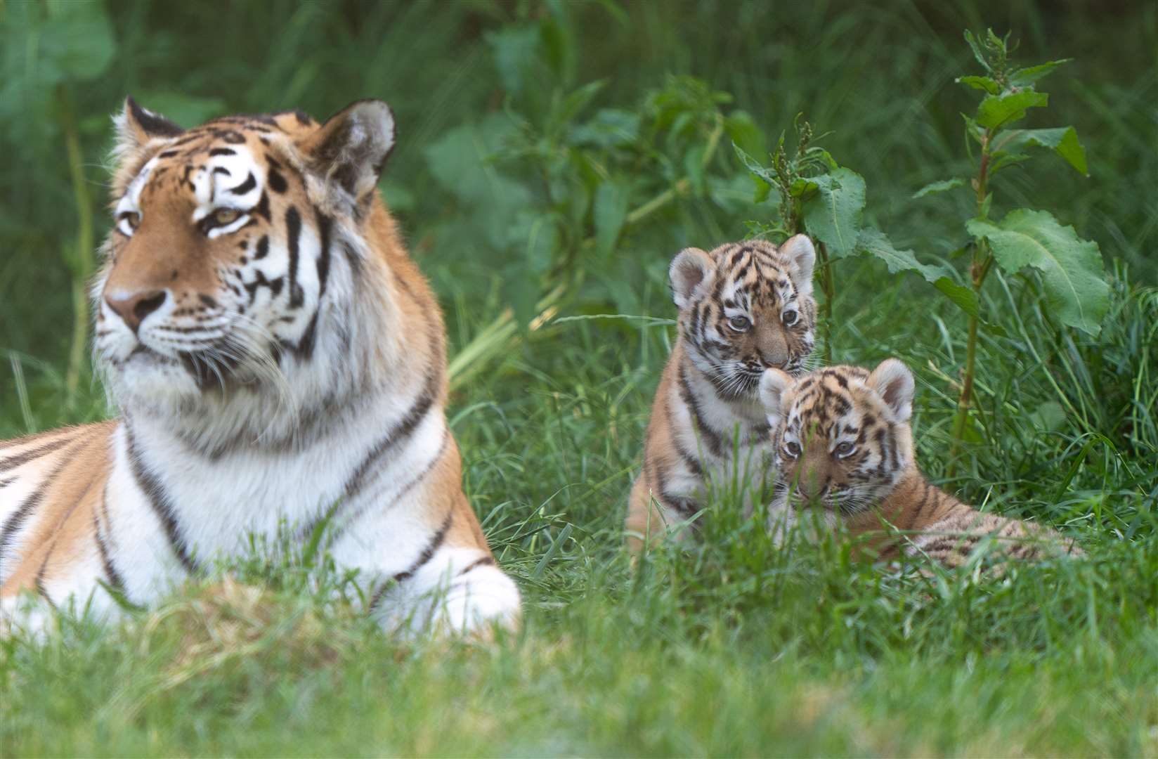 The cubs are growing in confidence as they begin to move around more, Banham Zoo said (Joe Giddens/PA)