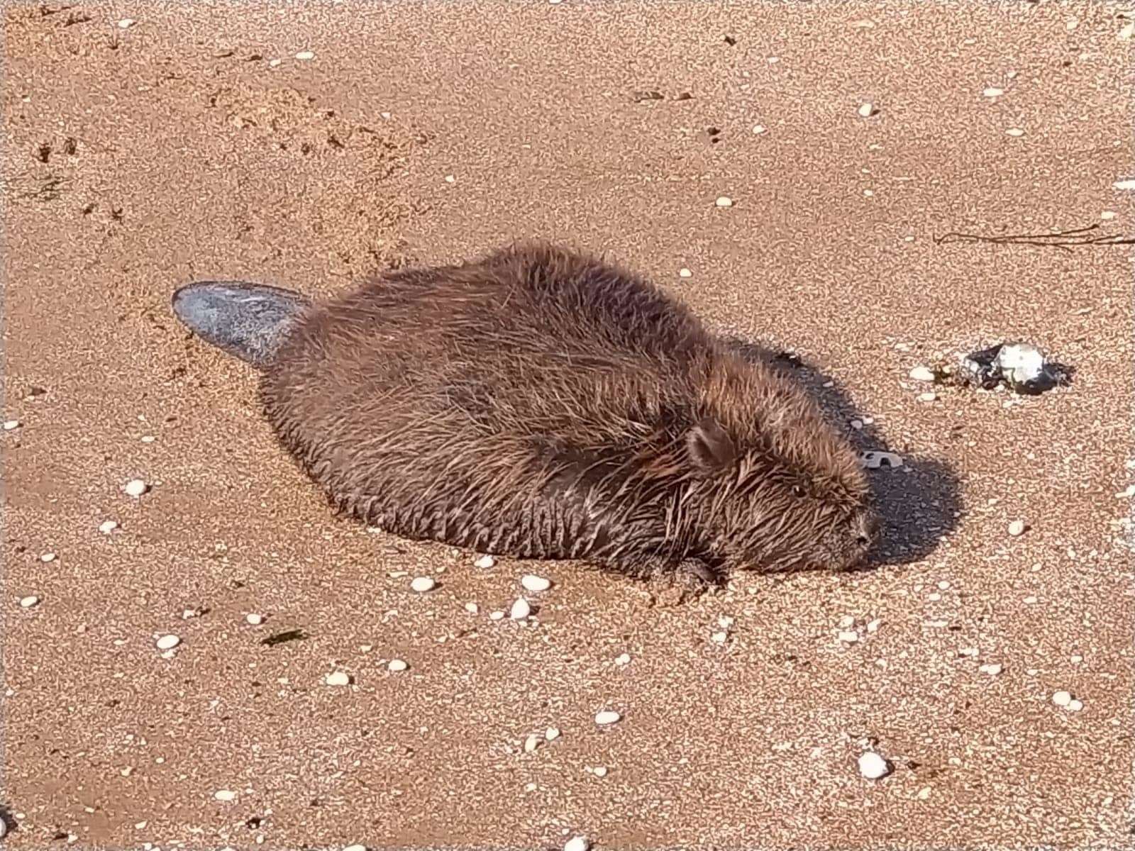 The beaver was found on the beach in Ramsgate. Picture: HM Coastguard Margate