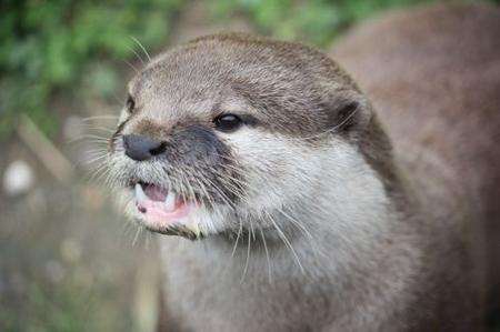 Otter