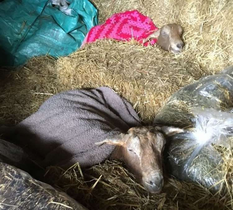 Twinkle (in pink) and Belle in happier times