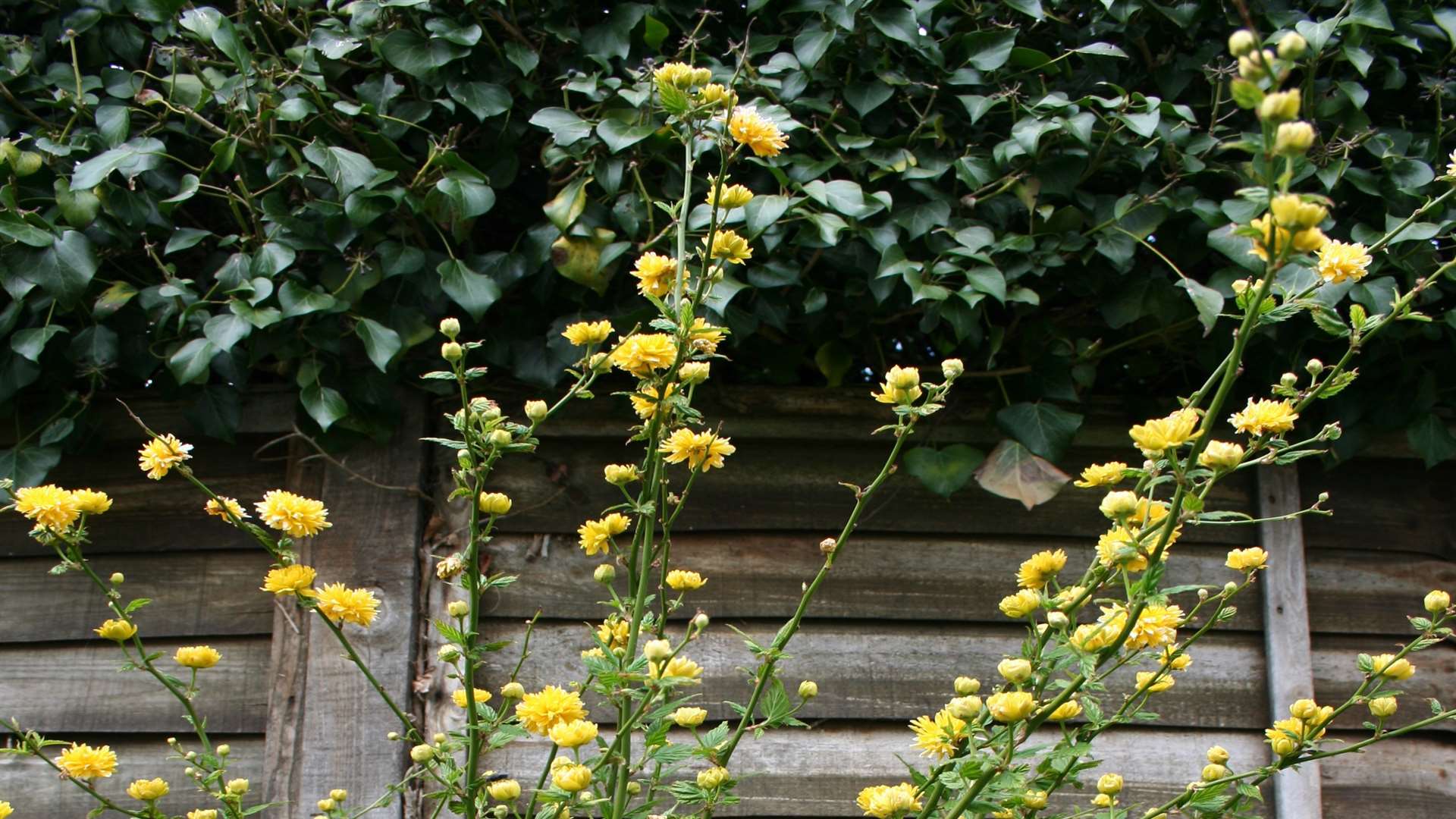 Kerria japonica