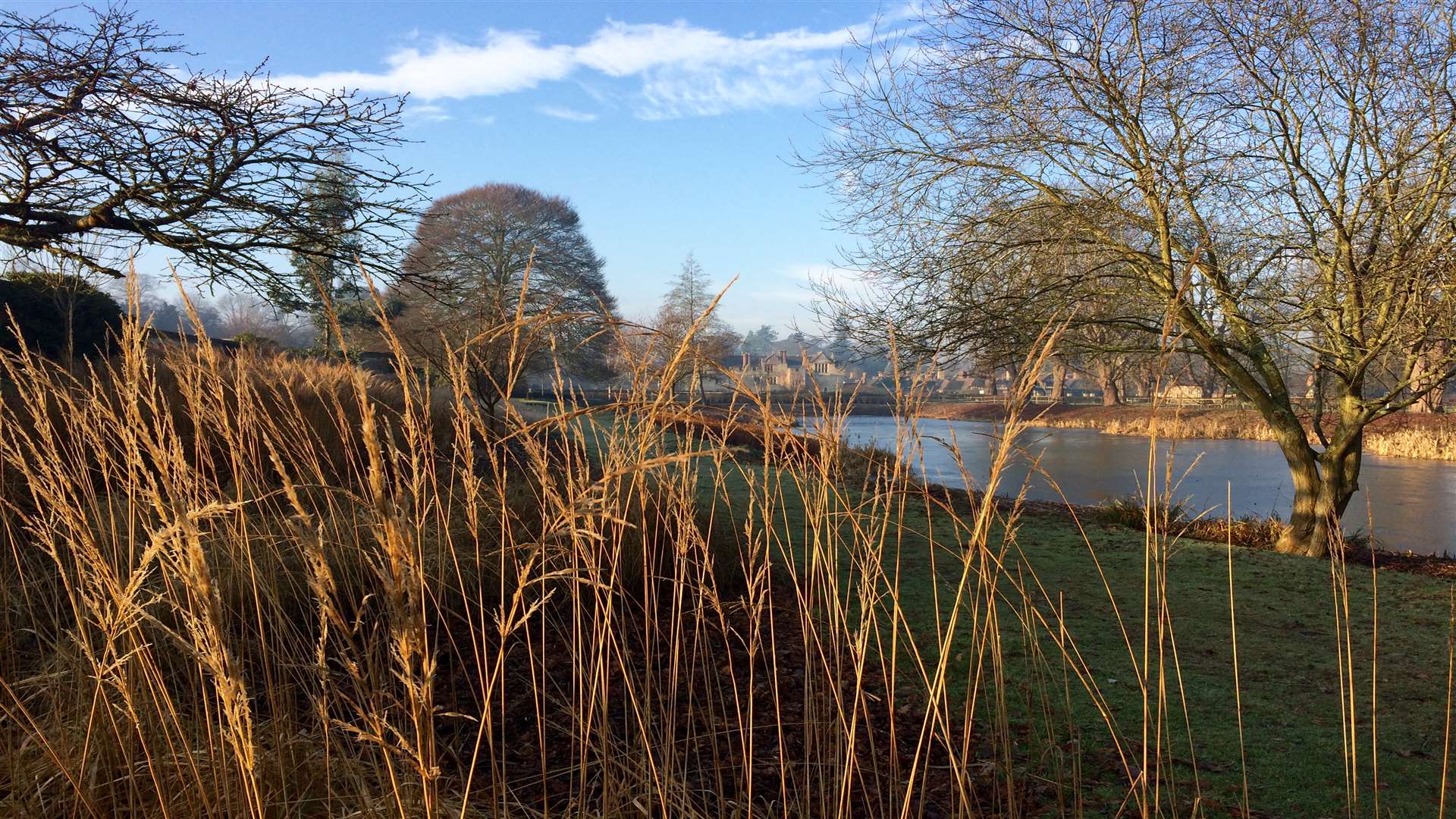 Grasses beside Diana's Walk provide colour and architectural interest and bird food