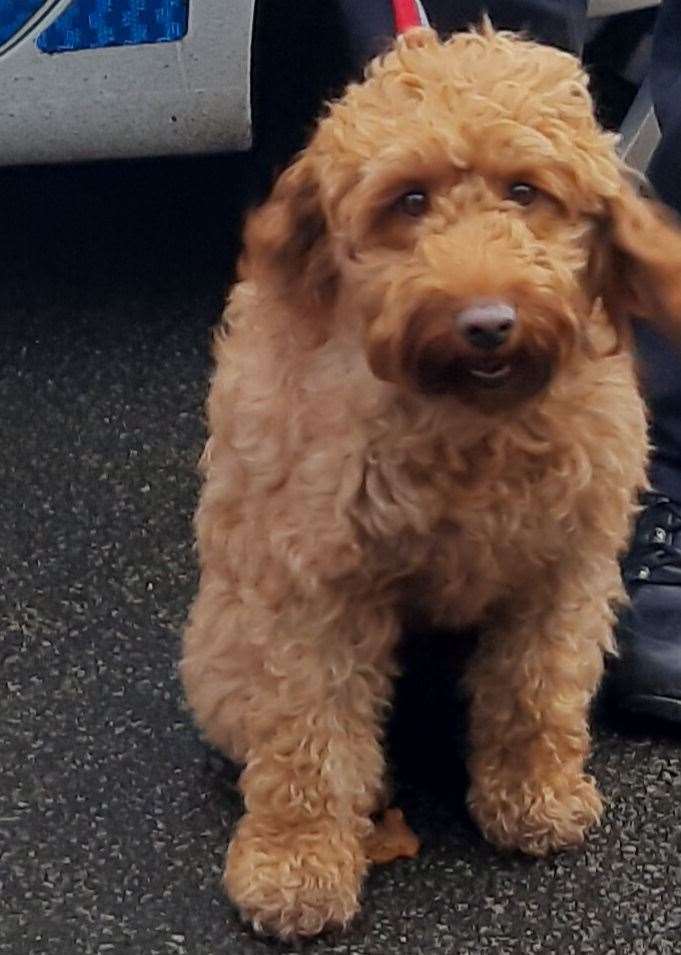 Pippa the cockapoo was successfully returned to her Great Chart home. Picture: Kent Police