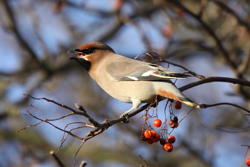 Waxwing: picture Brenda Ryan